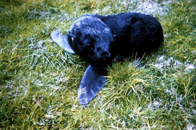 Northern Fur Seal pup (Callorhinus ursinus) {!--물개-->; DISPLAY FULL IMAGE.