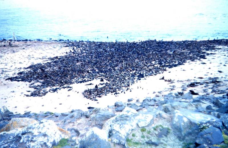 Northern Fur Seal rookery (Callorhinus ursinus) {!--물개-->; DISPLAY FULL IMAGE.