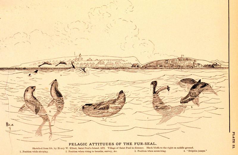 Northern Fur Seal illust (Callorhinus ursinus) {!--물개-->; DISPLAY FULL IMAGE.