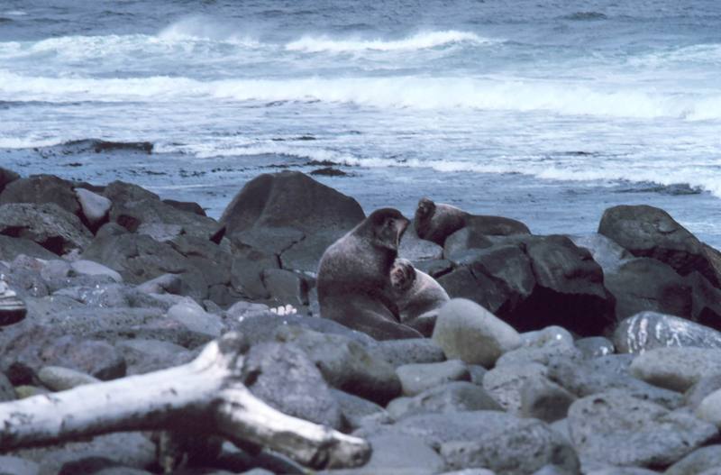 Northern Fur Seal (Callorhinus ursinus) {!--물개-->; DISPLAY FULL IMAGE.