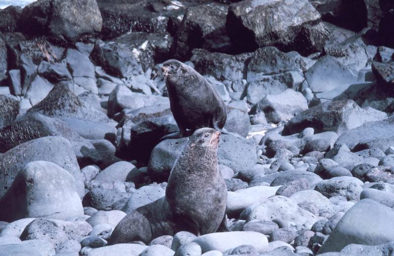 Northern Fur Seal (Callorhinus ursinus) {!--물개-->; DISPLAY FULL IMAGE.