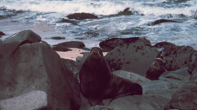 Northern Fur Seal (Callorhinus ursinus) {!--물개-->; DISPLAY FULL IMAGE.