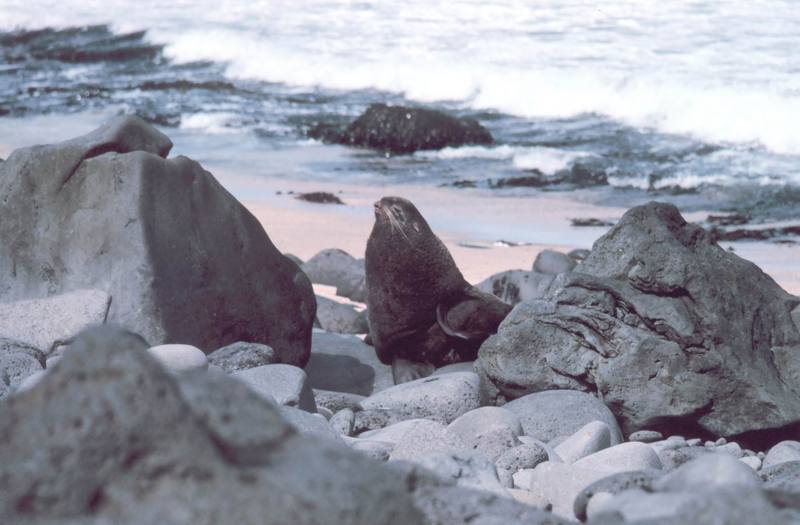 Northern Fur Seal (Callorhinus ursinus) {!--물개-->; DISPLAY FULL IMAGE.