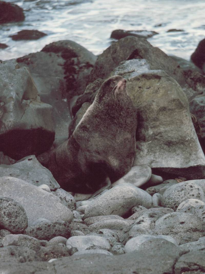 Northern Fur Seal (Callorhinus ursinus) {!--물개-->; DISPLAY FULL IMAGE.