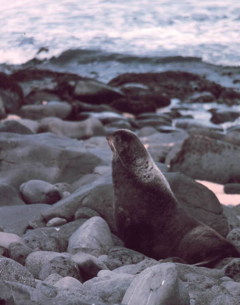 Northern Fur Seal (Callorhinus ursinus) {!--물개-->; DISPLAY FULL IMAGE.