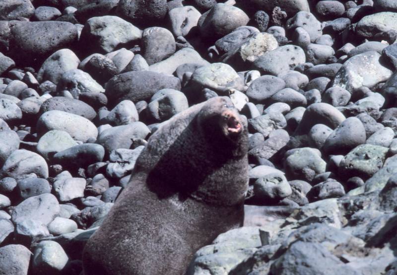 Northern Fur Seal (Callorhinus ursinus) {!--물개-->; DISPLAY FULL IMAGE.