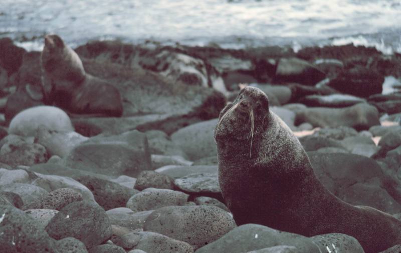 Northern Fur Seal (Callorhinus ursinus) {!--물개-->; DISPLAY FULL IMAGE.