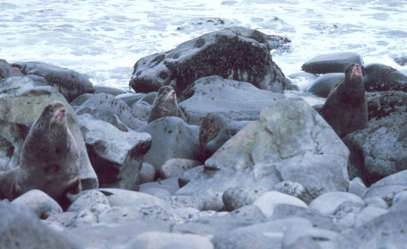 Northern Fur Seal (Callorhinus ursinus) {!--물개-->; DISPLAY FULL IMAGE.