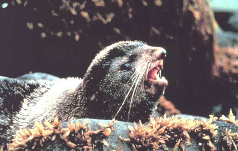 Northern Fur Seal (Callorhinus ursinus) {!--물개-->; DISPLAY FULL IMAGE.