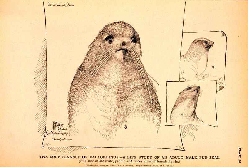Northern Fur Seal illust (Callorhinus ursinus) {!--물개-->; DISPLAY FULL IMAGE.