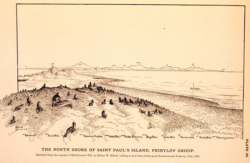 Northern Fur Seal illust (Callorhinus ursinus) {!--물개-->; DISPLAY FULL IMAGE.