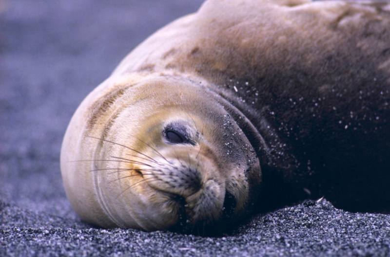 Northern Fur Seal (Callorhinus ursinus) {!--물개-->; DISPLAY FULL IMAGE.