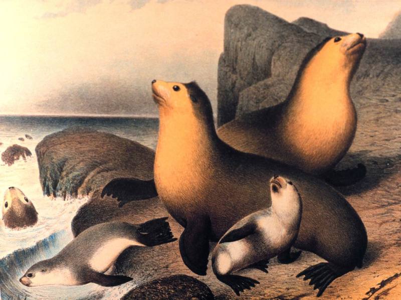 Antarctic Fur Seal illust (Arctocephalus gazella) {!--남극물개-->; DISPLAY FULL IMAGE.