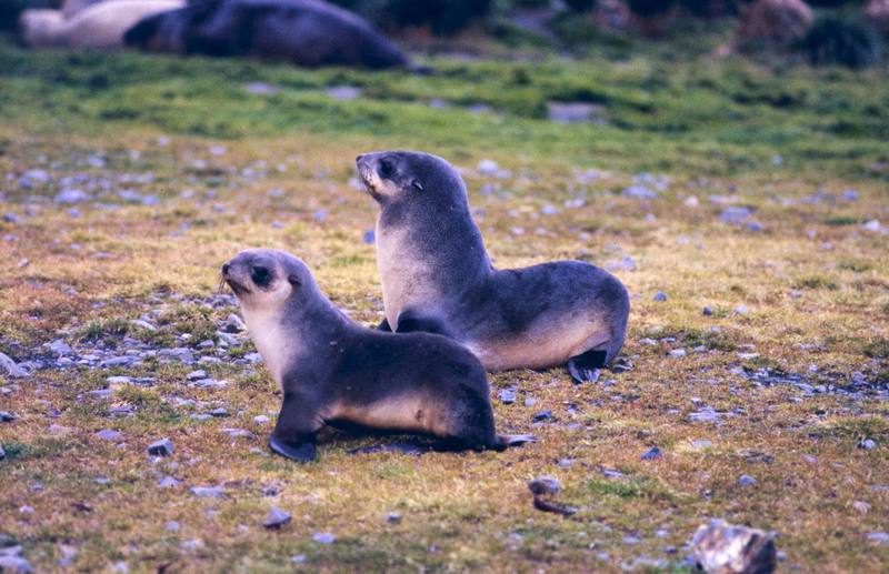 Southern Fur Seal pups (Arctocephalus sp.) {!--남방물개-->; DISPLAY FULL IMAGE.