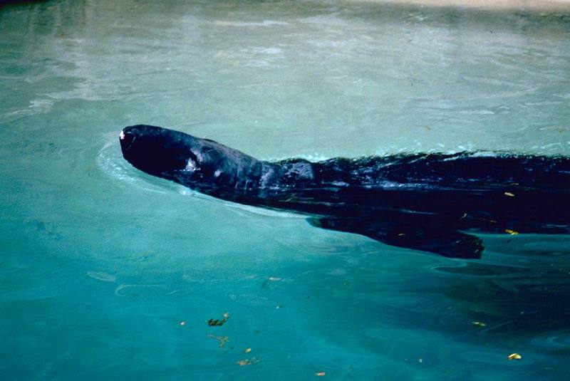 Grey Seal (Halichoerus grypus) {!--회색바다표범-->; DISPLAY FULL IMAGE.