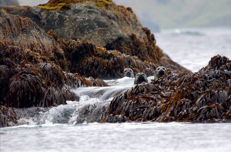 Harbor Seal (Phoca vitulina) {!--물범-->; DISPLAY FULL IMAGE.