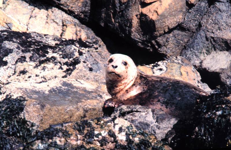 Harbor Seal (Phoca vitulina) {!--물범-->; DISPLAY FULL IMAGE.