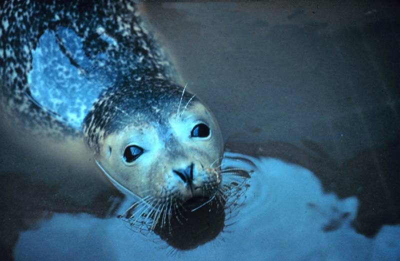 Harbor Seal (Phoca vitulina) {!--물범-->; DISPLAY FULL IMAGE.