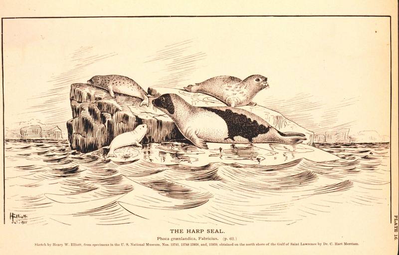 Harp Seal illust (Phoca groenlandica) {!--그린랜드물범(하프물범)-->; DISPLAY FULL IMAGE.