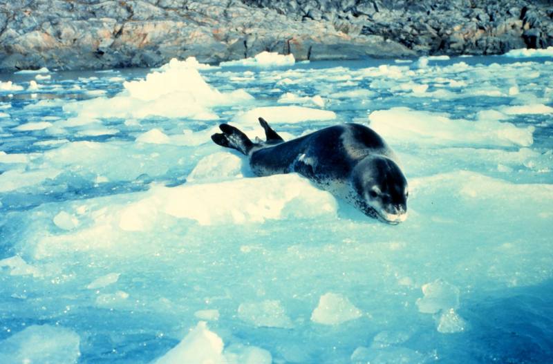 Leopard Seal (Hydrurga leptonyx) {!--얼룩바다표범-->; DISPLAY FULL IMAGE.