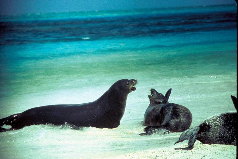 Hawaiian Monk Seal (Monachus schauinslandi) {!--하와이물범-->; DISPLAY FULL IMAGE.