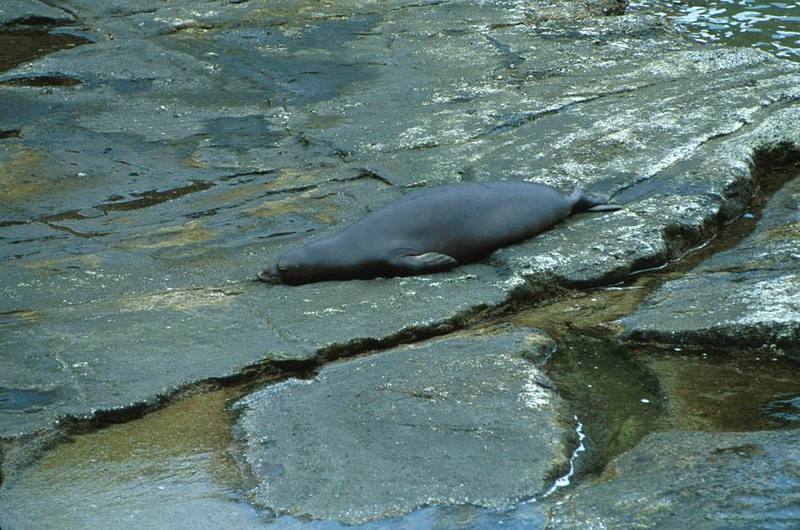 Hawaiian Monk Seal (Monachus schauinslandi) {!--하와이물범-->; DISPLAY FULL IMAGE.