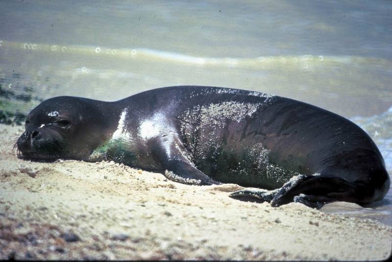 Hawaiian Monk Seal (Monachus schauinslandi) {!--하와이물범-->; DISPLAY FULL IMAGE.