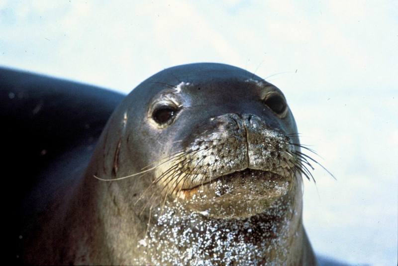 Hawaiian Monk Seal (Monachus schauinslandi) {!--하와이물범-->; DISPLAY FULL IMAGE.