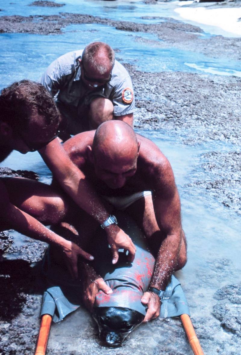 Hawaiian Monk Seal tagging (Monachus schauinslandi) {!--하와이물범-->; DISPLAY FULL IMAGE.