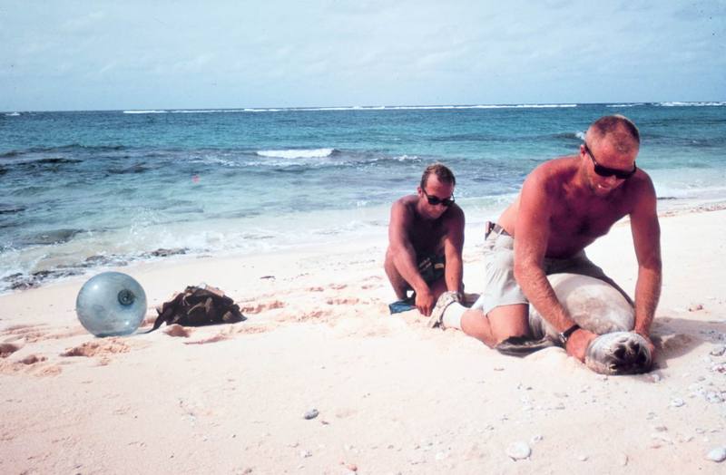 Hawaiian Monk Seal tagging (Monachus schauinslandi) {!--하와이물범-->; DISPLAY FULL IMAGE.