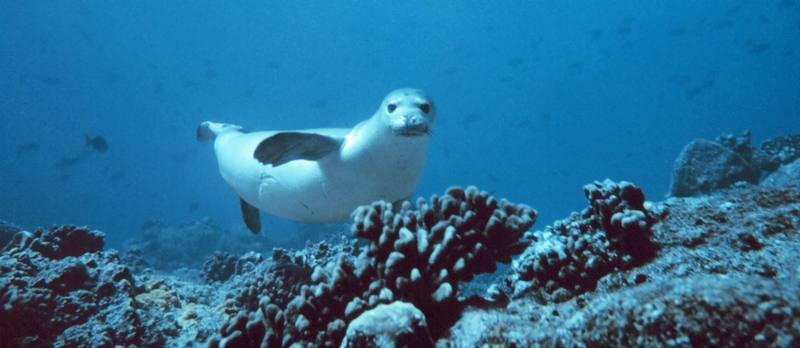 Hawaiian Monk Seal (Monachus schauinslandi) {!--하와이물범-->; DISPLAY FULL IMAGE.