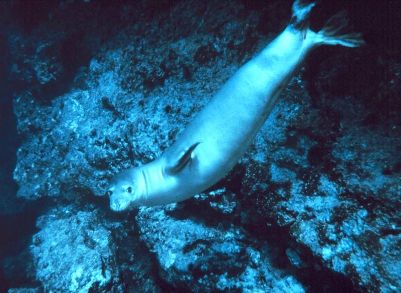 Hawaiian Monk Seal (Monachus schauinslandi) {!--하와이물범-->; DISPLAY FULL IMAGE.