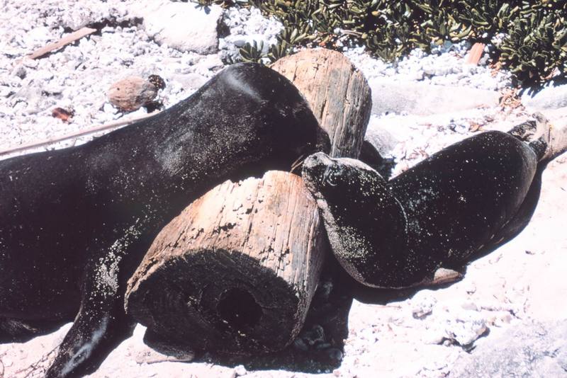 Hawaiian Monk Seal with pup (Monachus schauinslandi) {!--하와이물범-->; DISPLAY FULL IMAGE.