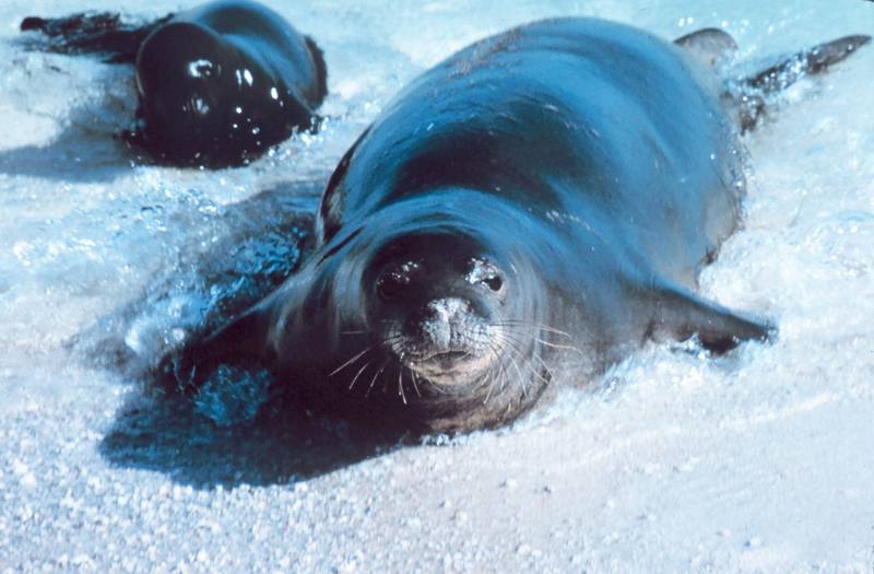 Hawaiian Monk Seal with pup (Monachus schauinslandi) {!--하와이물범-->; DISPLAY FULL IMAGE.