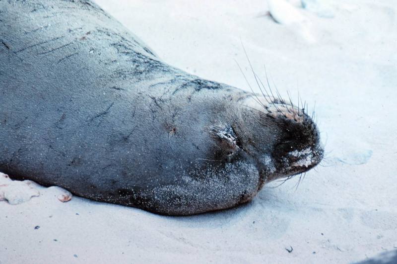 Hawaiian Monk Seal (Monachus schauinslandi) {!--하와이물범-->; DISPLAY FULL IMAGE.