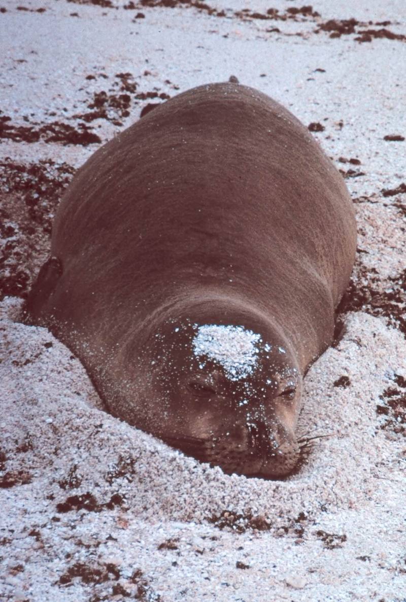 Hawaiian Monk Seal (Monachus schauinslandi) {!--하와이물범-->; DISPLAY FULL IMAGE.