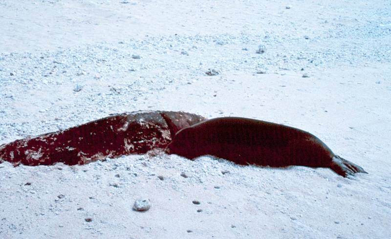 Hawaiian Monk Seal (Monachus schauinslandi) {!--하와이물범-->; DISPLAY FULL IMAGE.