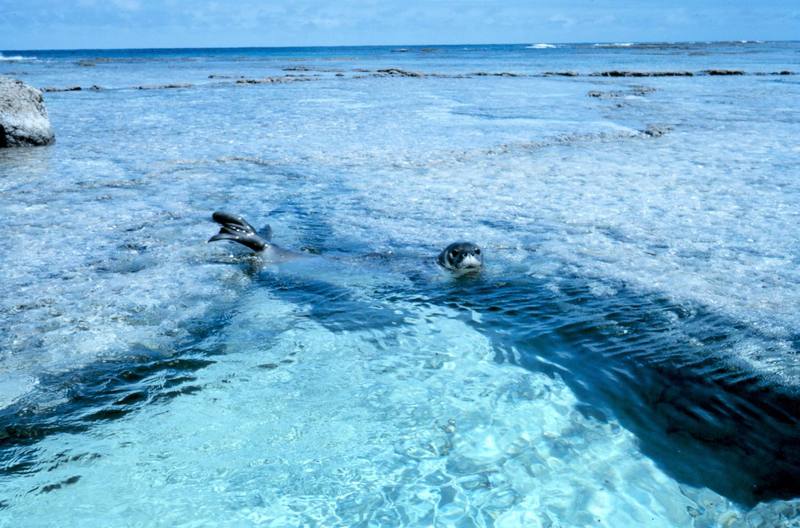 Hawaiian Monk Seal (Monachus schauinslandi) {!--하와이물범-->; DISPLAY FULL IMAGE.