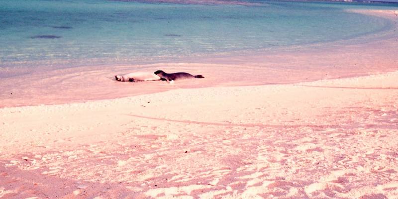 Hawaiian Monk Seal (Monachus schauinslandi) {!--하와이물범-->; DISPLAY FULL IMAGE.