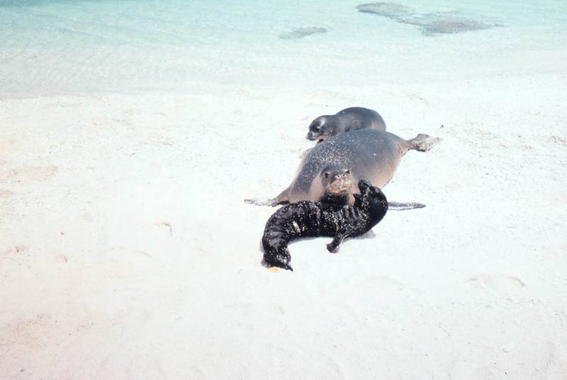 Hawaiian Monk Seal (Monachus schauinslandi) {!--하와이물범-->; DISPLAY FULL IMAGE.