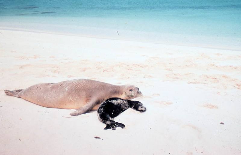 Hawaiian Monk Seal (Monachus schauinslandi) {!--하와이물범-->; DISPLAY FULL IMAGE.