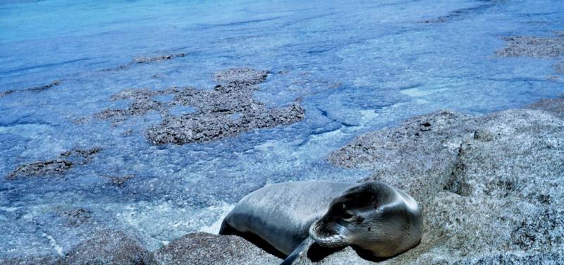 Hawaiian Monk Seal (Monachus schauinslandi) {!--하와이물범-->; DISPLAY FULL IMAGE.