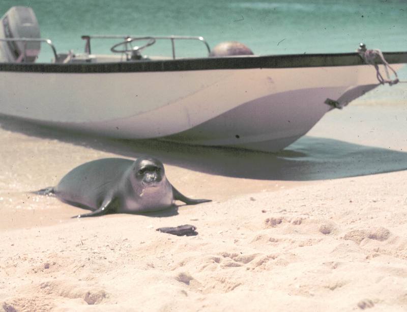 Hawaiian Monk Seal (Monachus schauinslandi) {!--하와이물범-->; DISPLAY FULL IMAGE.