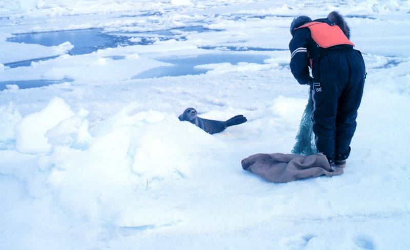 Ribbon Seal (Phoca fasciata) {!--흰띠박이물범-->; DISPLAY FULL IMAGE.