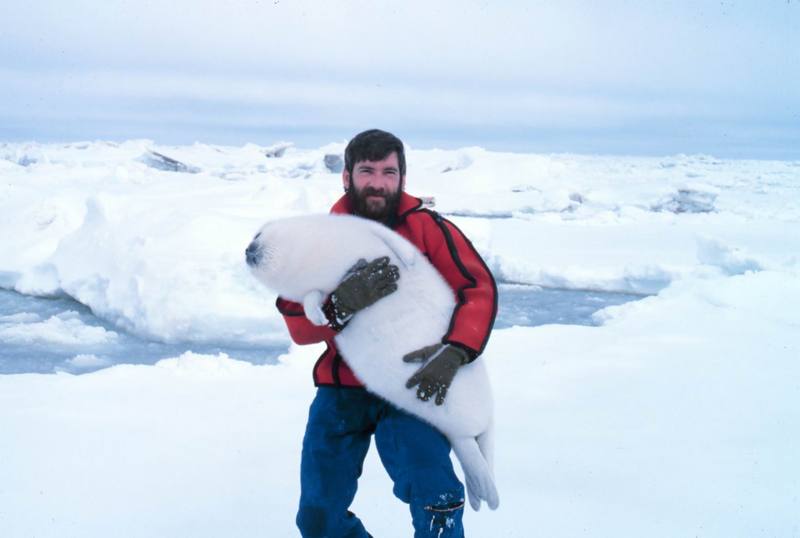 Ribbon Seal pup (Phoca fasciata) {!--흰띠박이물범-->; DISPLAY FULL IMAGE.