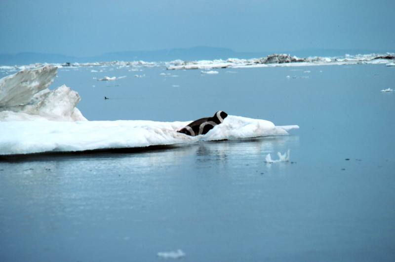 Ribbon Seal (Phoca fasciata) {!--흰띠박이물범-->; DISPLAY FULL IMAGE.
