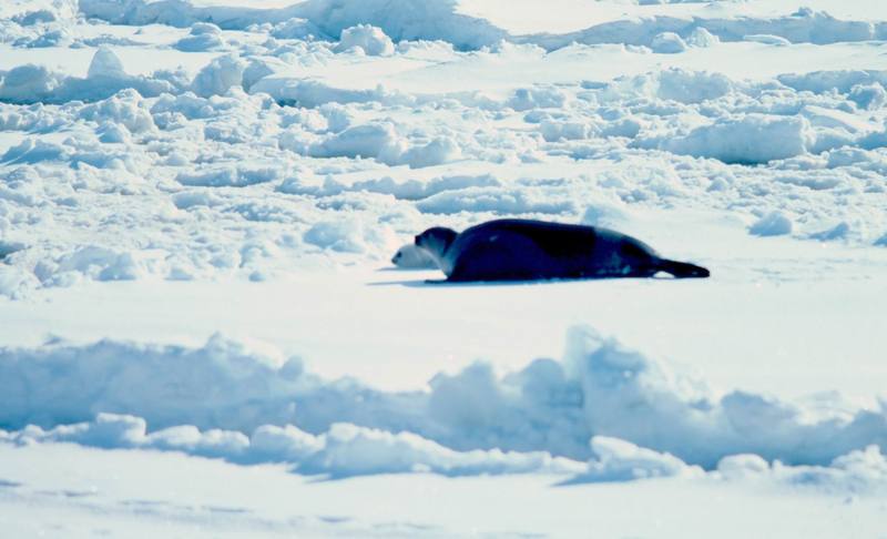 Ribbon Seal (Phoca fasciata) {!--흰띠박이물범-->; DISPLAY FULL IMAGE.