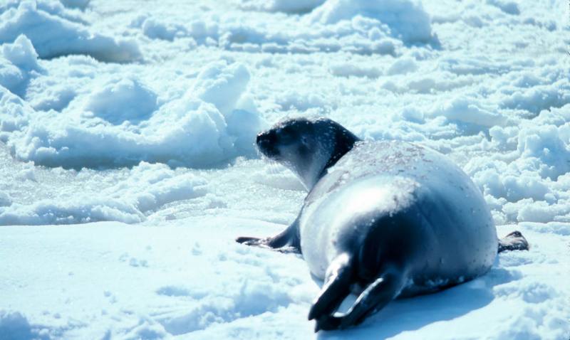 Ribbon Seal (Phoca fasciata) {!--흰띠박이물범-->; DISPLAY FULL IMAGE.