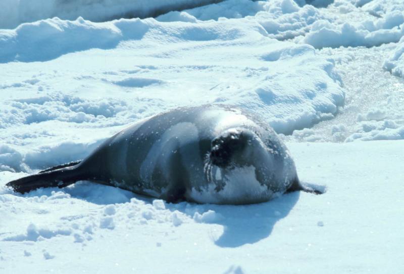 Ribbon Seal (Phoca fasciata) {!--흰띠박이물범-->; DISPLAY FULL IMAGE.