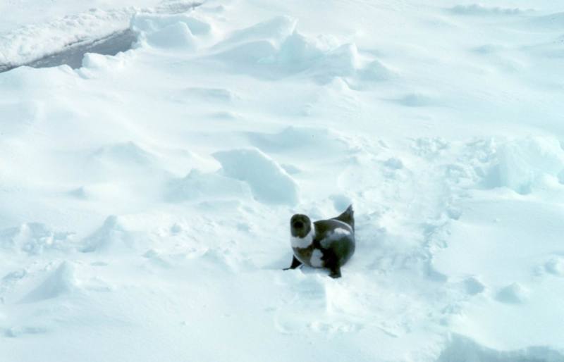 Ribbon Seal (Phoca fasciata) {!--흰띠박이물범-->; DISPLAY FULL IMAGE.